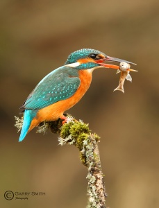 Kingfisher (Alcedo atthis) Garry Smith